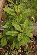 Eupatorium dubium