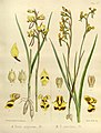 Diuris sulphurea volume 3 pt. 2 plate 104 A in: Joseph Dalton Hooker Flora Antarctica - vol. 3 pt. 2 (Orchidaceae) (1860)