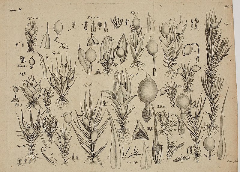 File:Journal de botanique appliquée à l'agriculture, à la pharmacie, à la médecine et aux arts (14279875781).jpg
