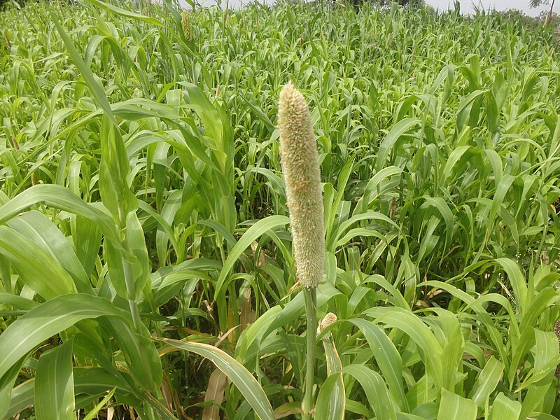 File:Jowar Sorghum.JPG