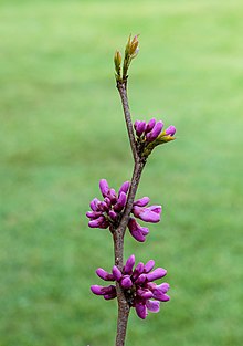 Piccolo ramo a gradoni che sale verso il cielo con ad ogni livello un bouquet di boccioli viola.