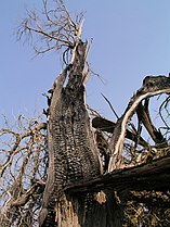 “Enebro” (Juniperus thurifera) hendido por el rayo