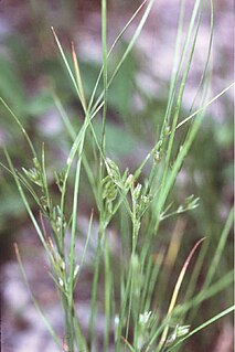 <i>Juncus tenuis</i> Species of grass