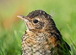 Thumbnail for File:Juvenile robin (12336).jpg