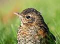 Image 34Juvenile American robin