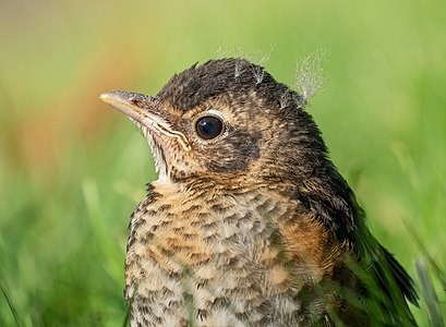 Juvenile robin (12336)