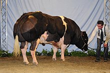 belgian blue cattle muscle