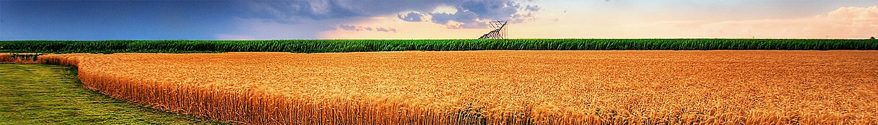 A Wheatland during a Storm