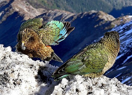 The kea is the only alpine parrot.