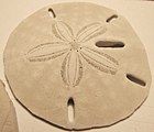 Mellita quinquiesperforata (Keyhole sand dollar)
