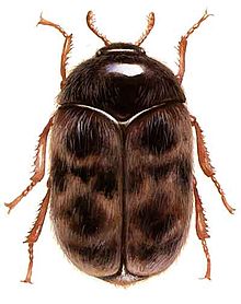 Khapra beetle.jpg