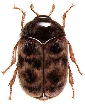 Beskrivelse af billedet Khapra beetle.jpg.