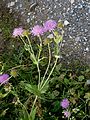 Knautia dipsacifolia