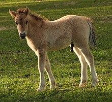 Varsa, jossa villanvärinen turkki