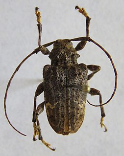 <i>Lagocheirus binumeratus</i> Species of beetle