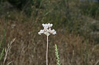 Allium paniculatum