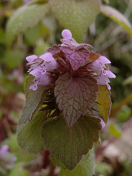 File:Lamium purpureum, 2020-05-05, Beechview, 01.jpg