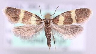 <i>Lampronia redimitella</i> Species of moth