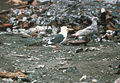 Larus schistisagus-USFWS.jpg