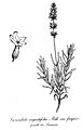 Schéma de Lavandula angustifolia.