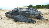 A living Dermochelys, or leatherback sea turtle Leatherback sea turtle Tinglar, USVI (5839996547).jpg