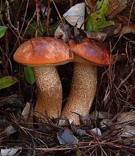 <i>Leccinum manzanitae</i> Species of fungus