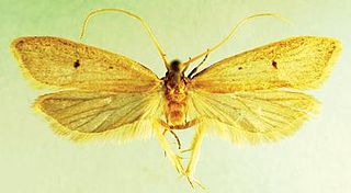 <i>Lecithocera dondavisi</i> Species of moth in genus Lecithocera