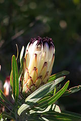 Protea lepidocarpodendron