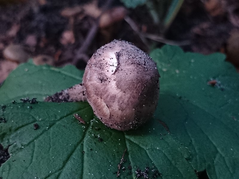 File:Lepiota fuscovinacea J.E. Lange & F.H. Møller 514538.jpg