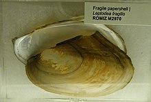 Leptodea fragilis - Кралски музей в Онтарио - DSC00196.JPG