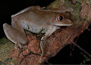 Beschrijving van de afbeelding van Leptopelis macrotis (10.3897-zse.90.7120) Figuur 2 (bijgesneden) .jpg.