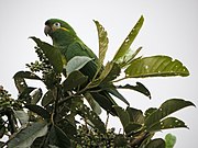 A green parrot with a yellow underside and streak on the cheeks, with white eye-spots