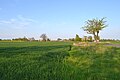 Deutsch: Blick auf Sophienthal, heute zu Letschin.