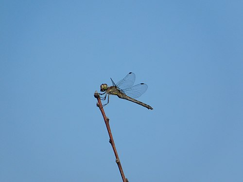 Libelle auf Zweigspitze