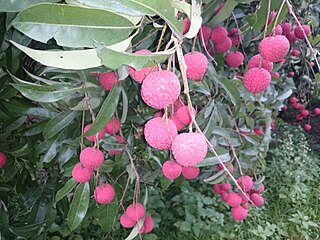 China 3 lychee Variety of fruit