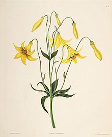 Lilium canadense (világít) .jpg