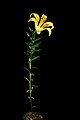 Lilium maculatum fma. flavum