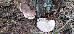 Männi-lillatümak Leptoporus erubescens