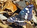 Limenitis reducta Blauwe ijsvogelvlinder