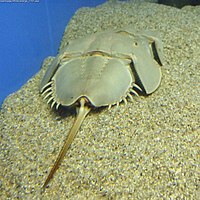 Limulus polyphemus