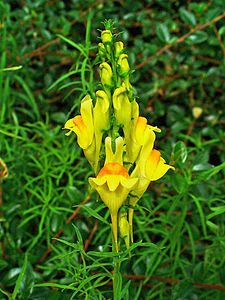 Linaria vulgaris Inflorescence