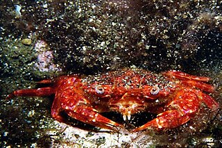 Fortune Salaire Mensuel de Liocarcinus Corrugatus Combien gagne t il d argent ? 200 000 000,00 euros mensuels