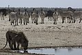 Lion, Namibia