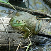 Lithobates catesbeianus Desoto1.jpg 