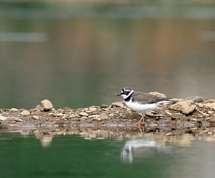 File:Little-Ringed-Plover2.jpg