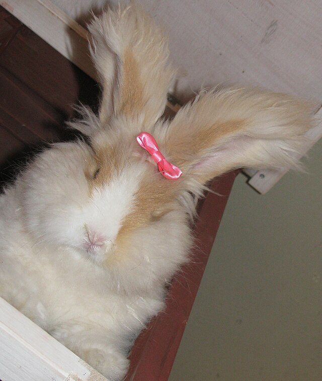 Bunny займ