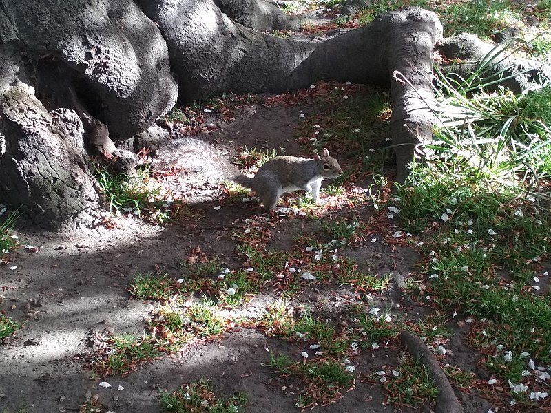 File:London trip 2018 - Squirrel in St James’s Park.jpg