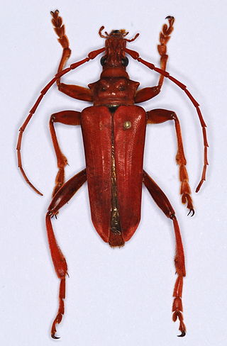 <i>Suzelia</i> Genus of beetles