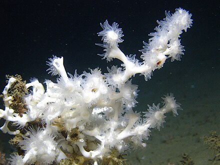 Корающий. Lophelia Pertusa. Белый коралл. Меловые коралл. Коралл и зооксантеллы.