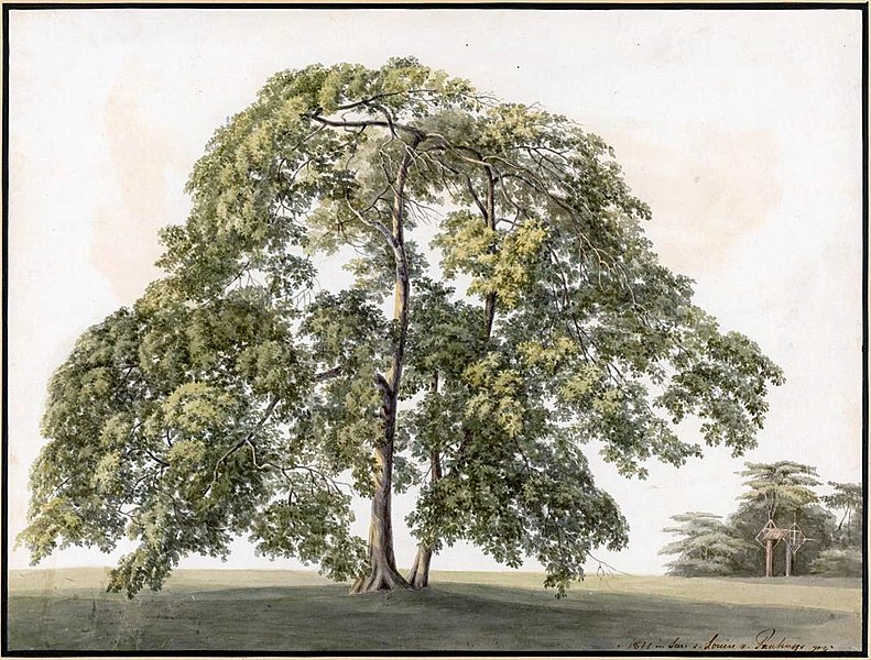 File:Louise van Panhuys, oude tafelboom, sluis in de verte, 1811.jpg